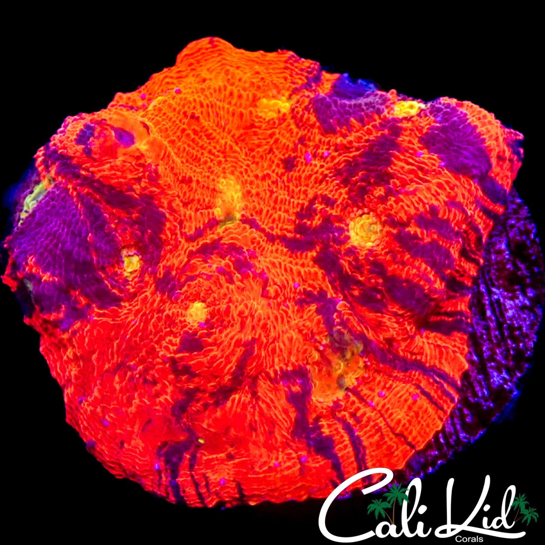 FUNKY RAINBOW CHALICE CHUNK