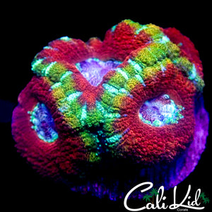 RARE ASIAN ACAN QUAD