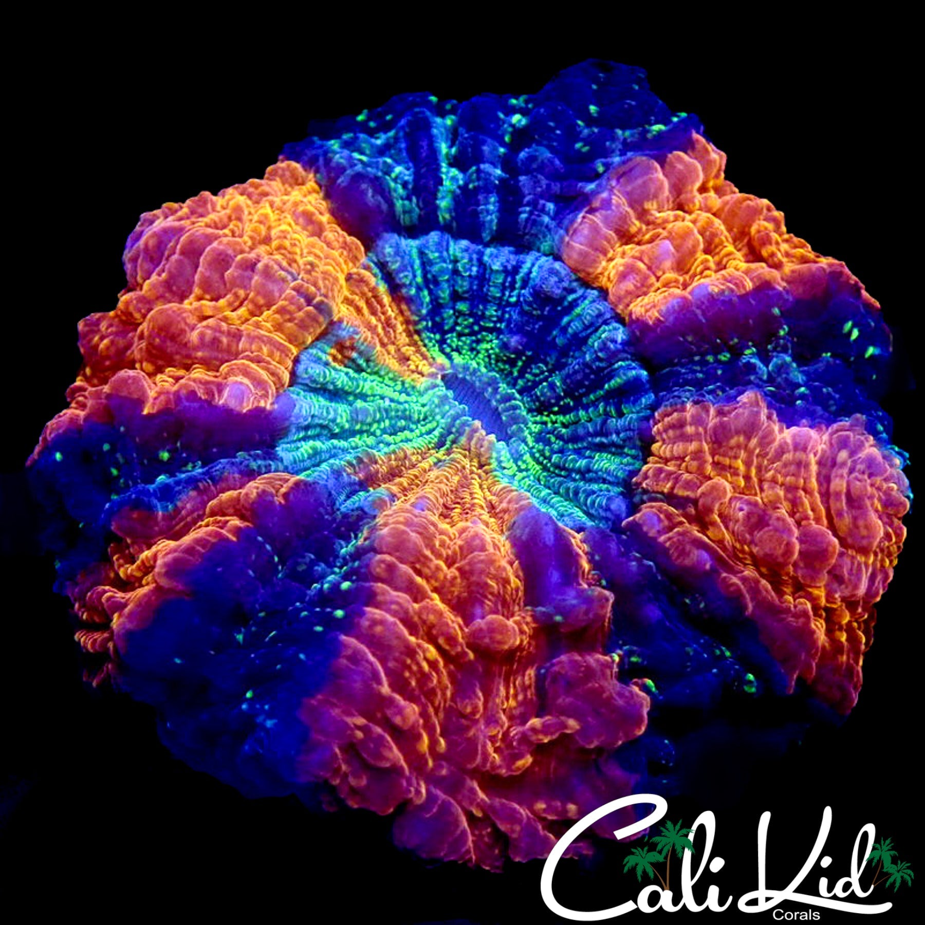 PINWHEEL ACANTHO