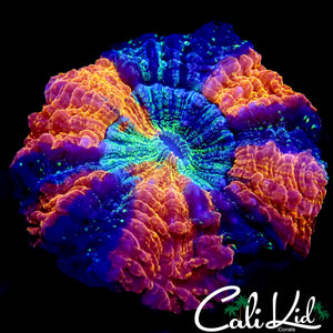 PINWHEEL ACANTHO