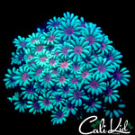 RARE BI COLOR ALVEOPORA