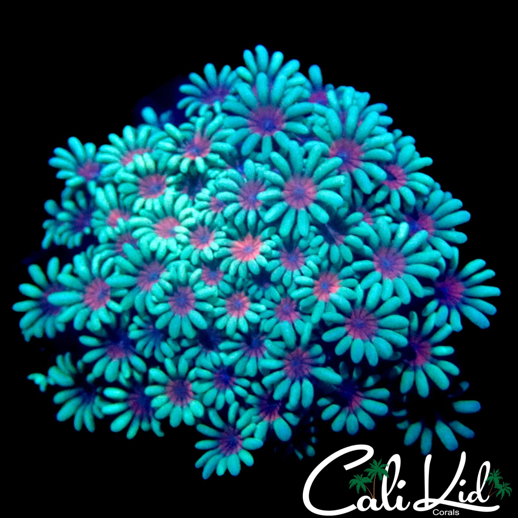 RARE BI COLOR ALVEOPORA
