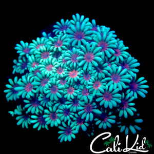 RARE BI COLOR ALVEOPORA