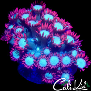 HOT PINK GONIOPORA FRAG