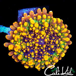 CK Godzilla Mushroom (Large)