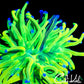 RARE GRAFTED TORCH