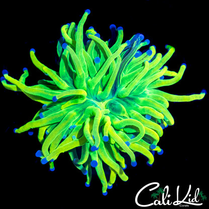 RARE GRAFTED TORCH