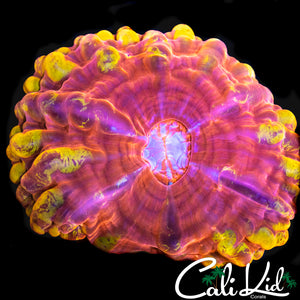 FLAMING SPLATTER CYNARINA