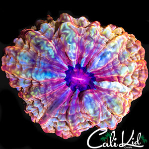 RAINBOW INDOPHYLLIA