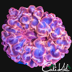 ULTRA INDOPHYLLIA