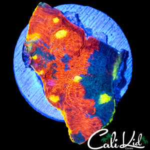 INSANE RAINBOW CHALICE CHUNK