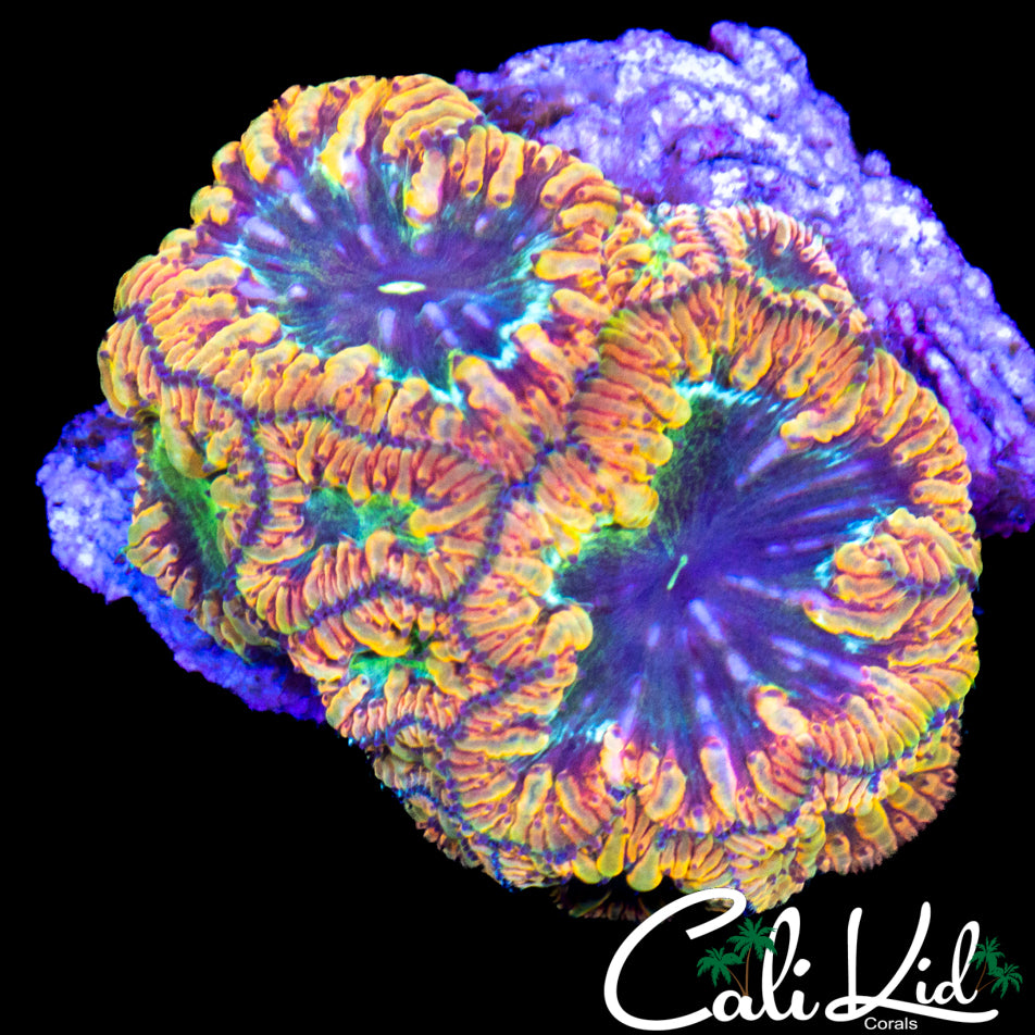 CK SUPREME CHALICE
