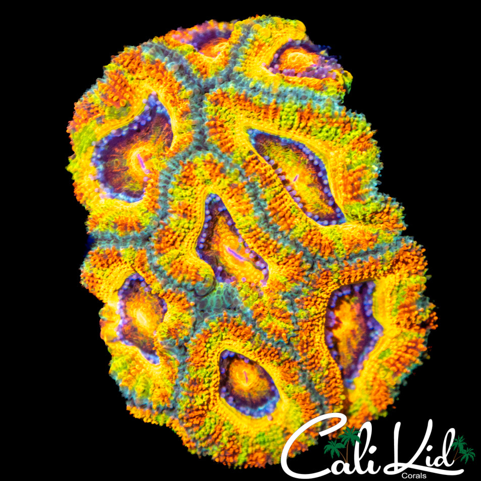 CK Tiger Magic Acan