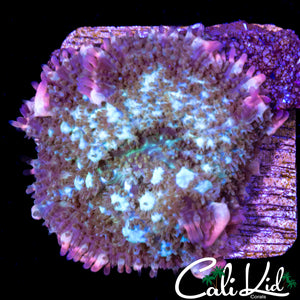 Frankenstein Bounce Mushroom