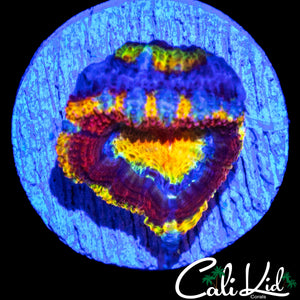 CK JOHNNY RED'S ACAN DOUBLE