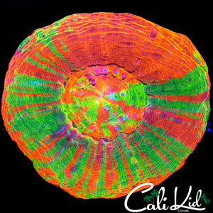 4 COLOR SCOLY