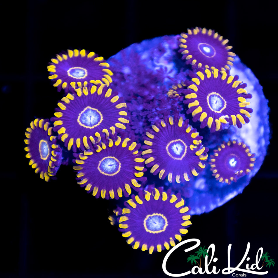 Purple Hornet Mini Colony