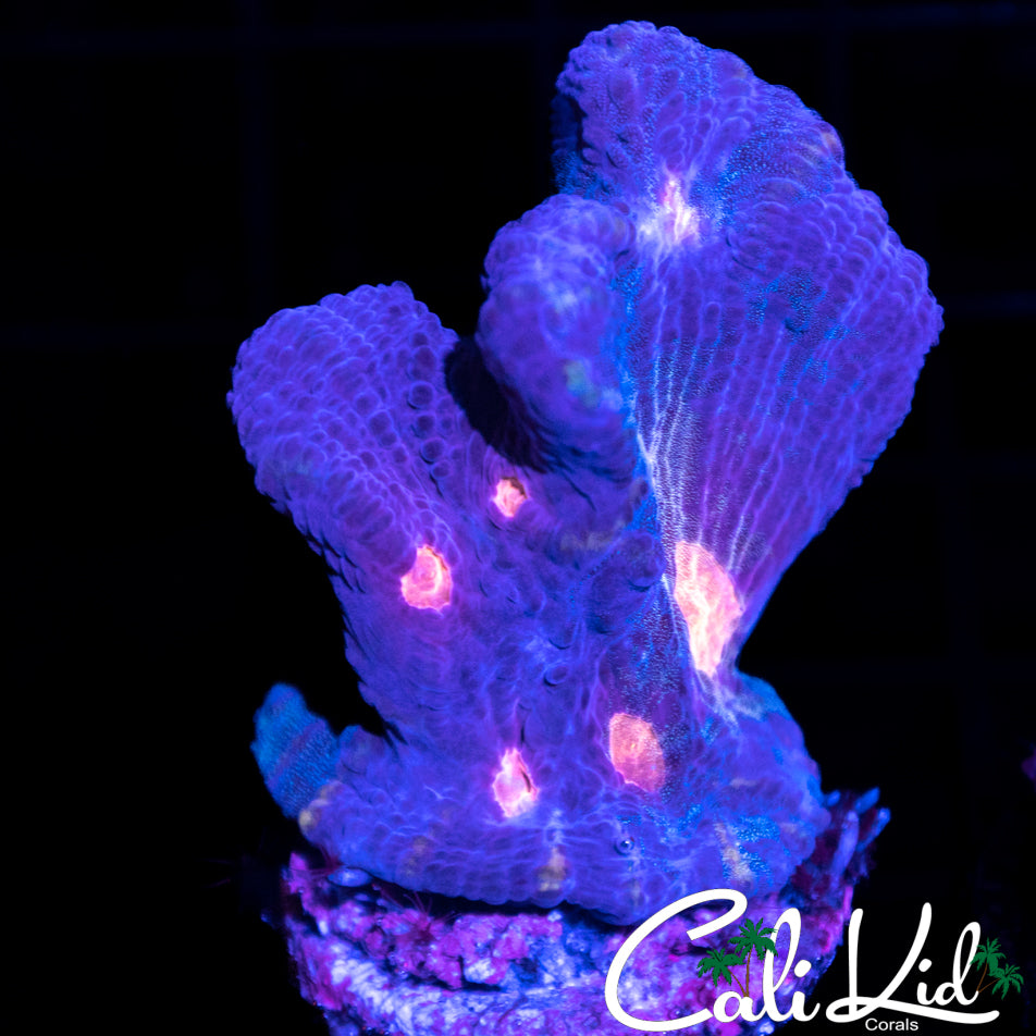 Pink Eye Pectinia