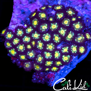 Ultra Zoa Colony