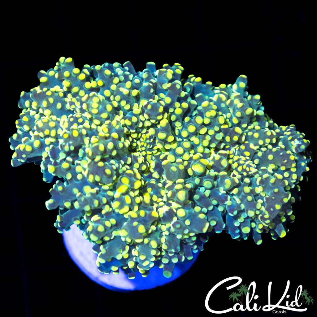 Bi Color Frog Spawn