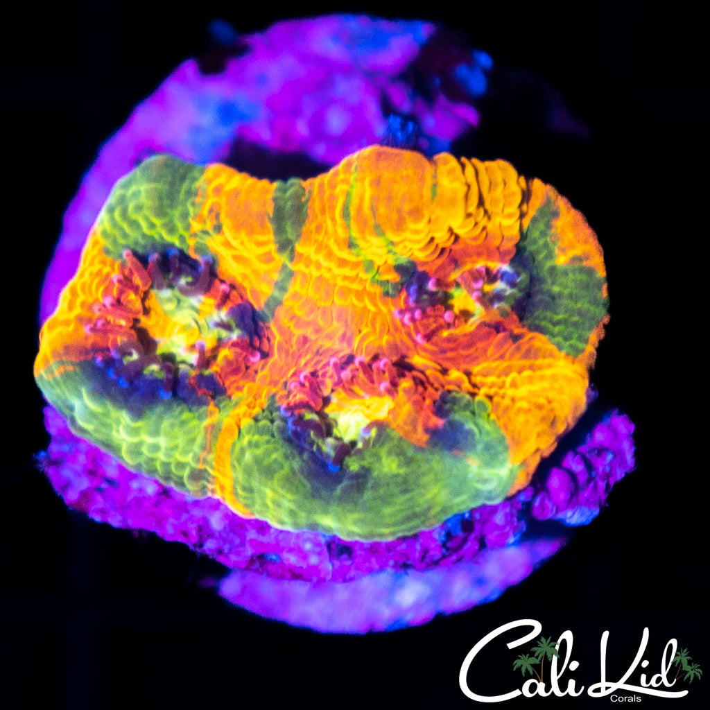 Insane Rainbow Chalice