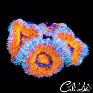Ultra Acan Quad