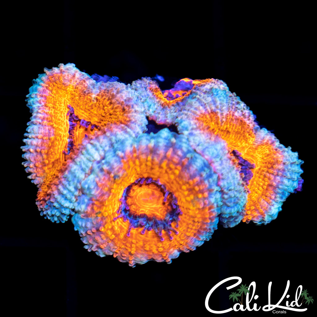 Ultra Acan Quad