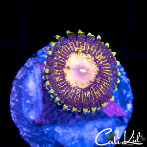 Peacock Paly