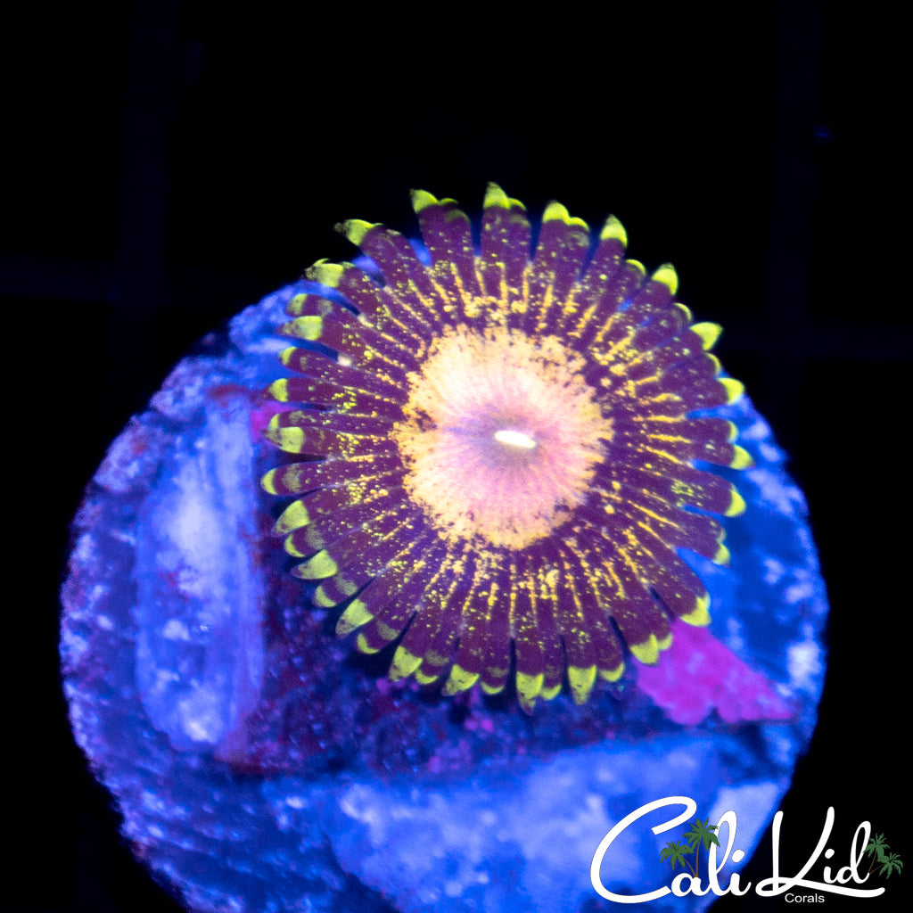 Peacock Paly
