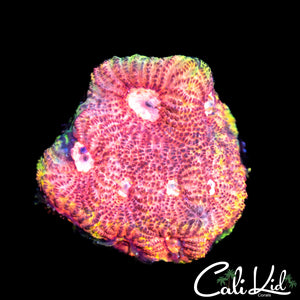 CK Pink Plasma Favia
