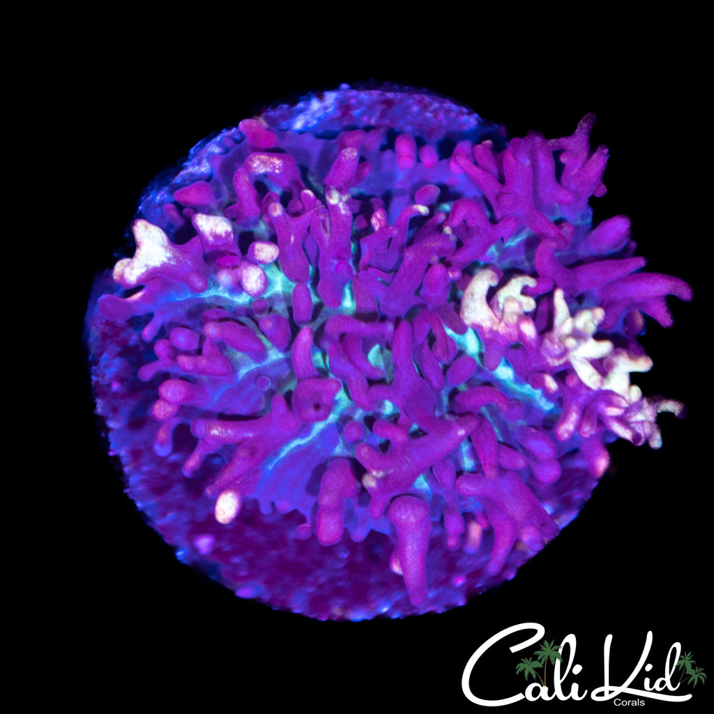 CK Purple Haze Carpet Shroom