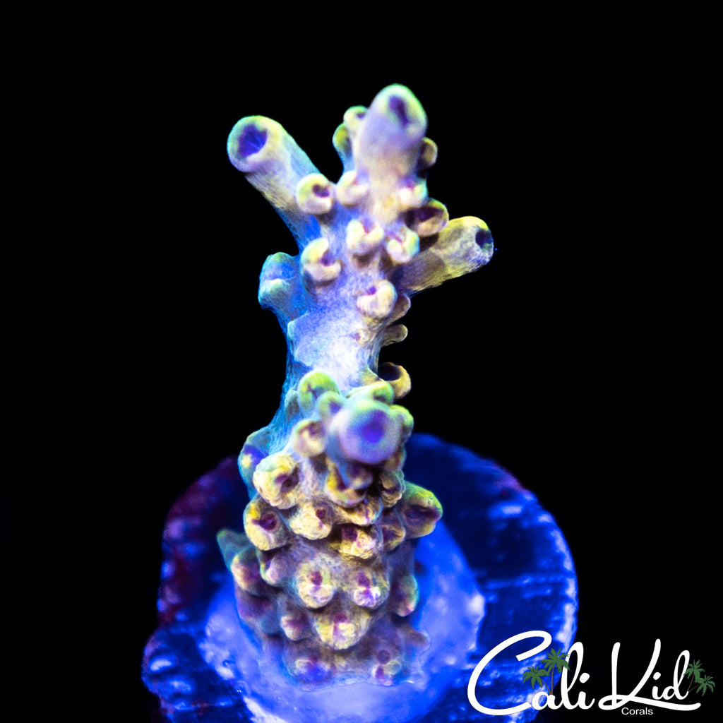 Mystery Rainbow Acro