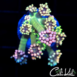 Rainbow Goni
