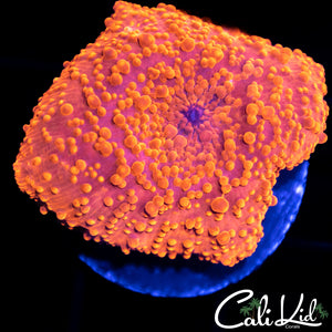Freckled Disco Shroom