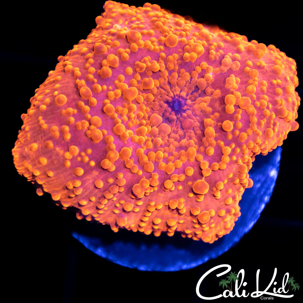 Freckled Disco Shroom