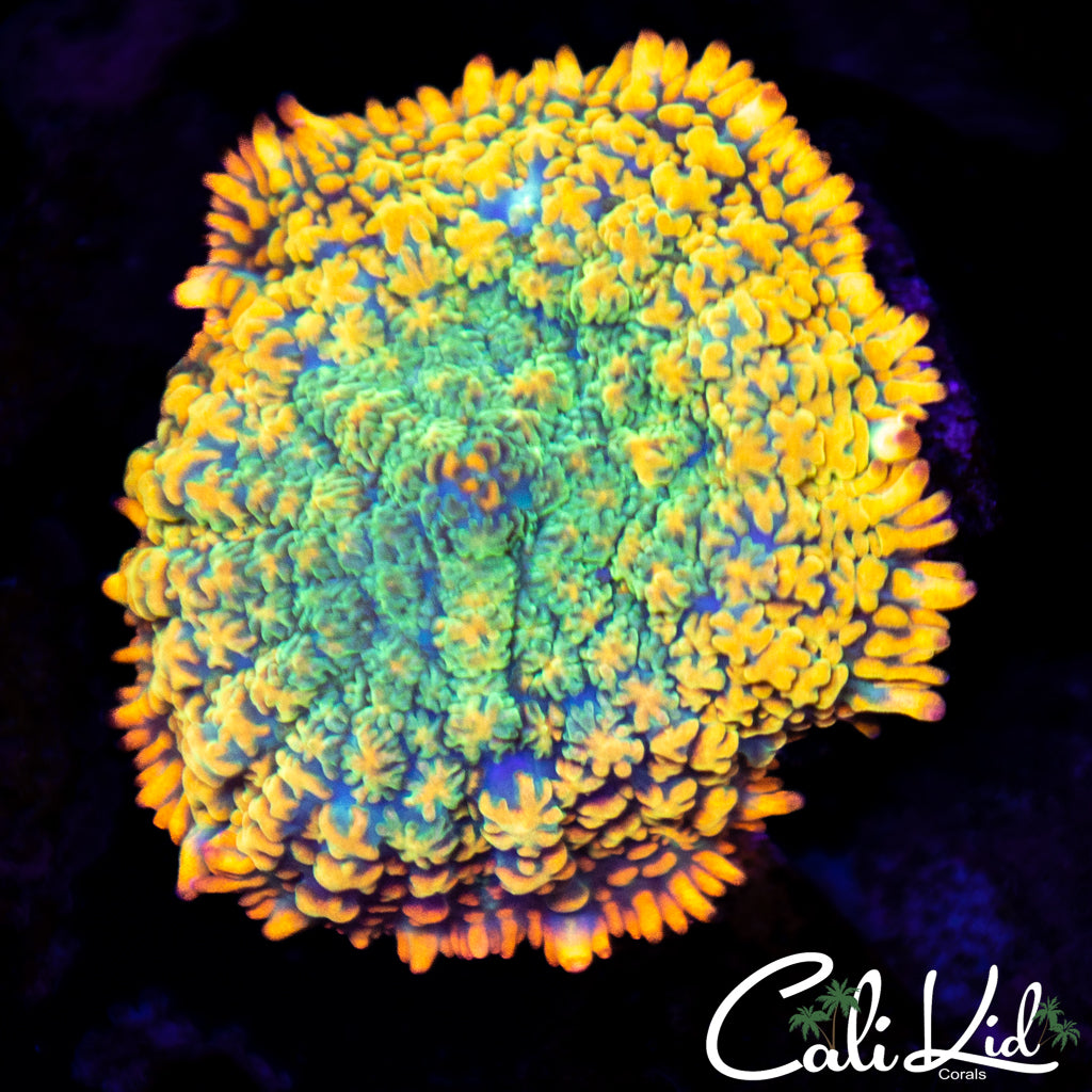 Rainbow Rhodactis Shroom
