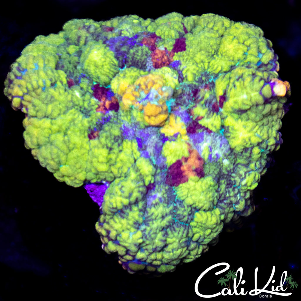 Rare Rainbow Rhodactis