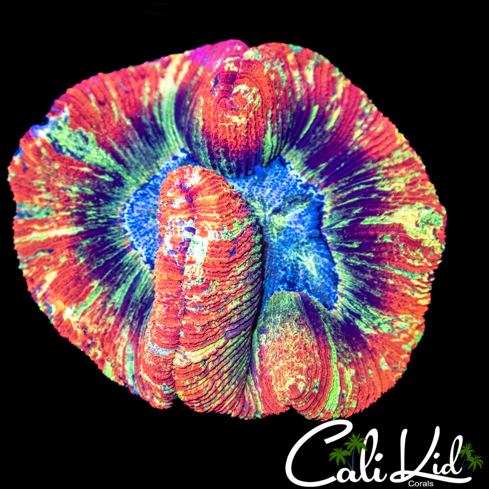 XL Rainbow Wellso