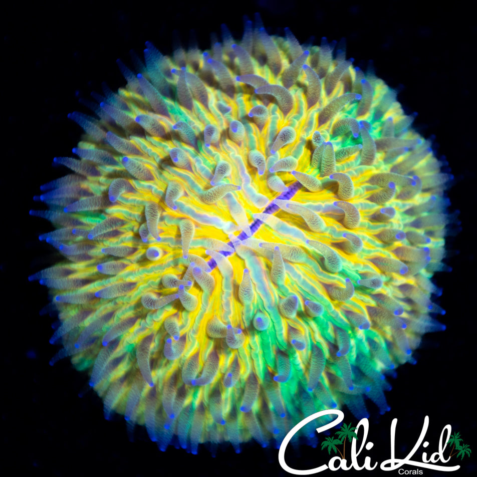 Rare Yellow/Green Fungia