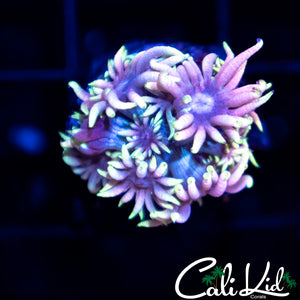 Wonderland Goni