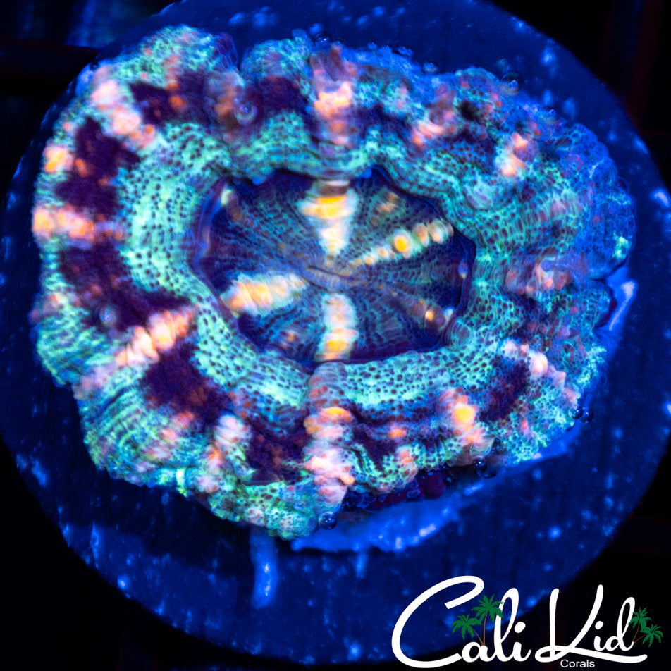 Tri Color Button Scoly