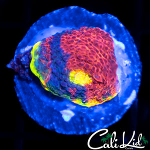 CK Candyland Chalice