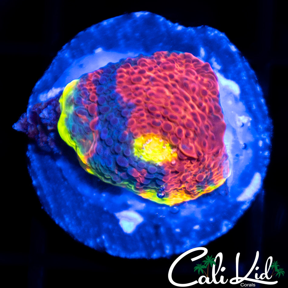 CK Candyland Chalice
