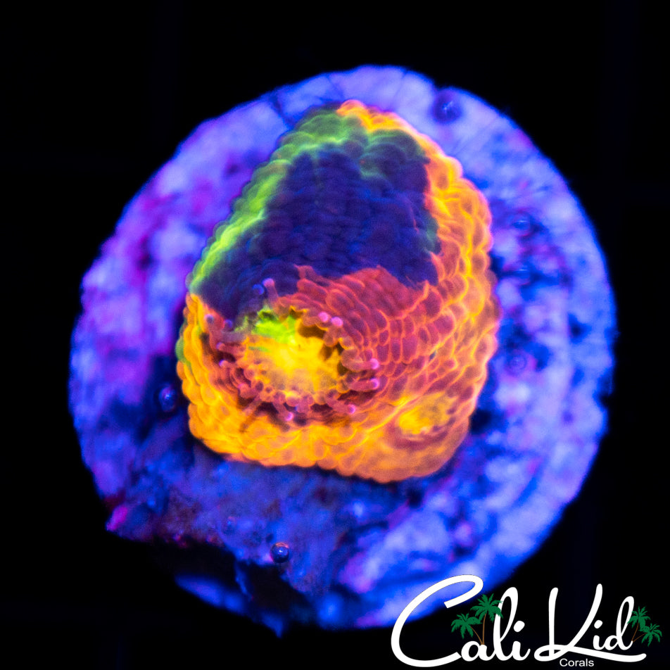 Insane Rainbow Chalice