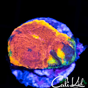 Insane Rainbow Chalice (3+ Eyes)