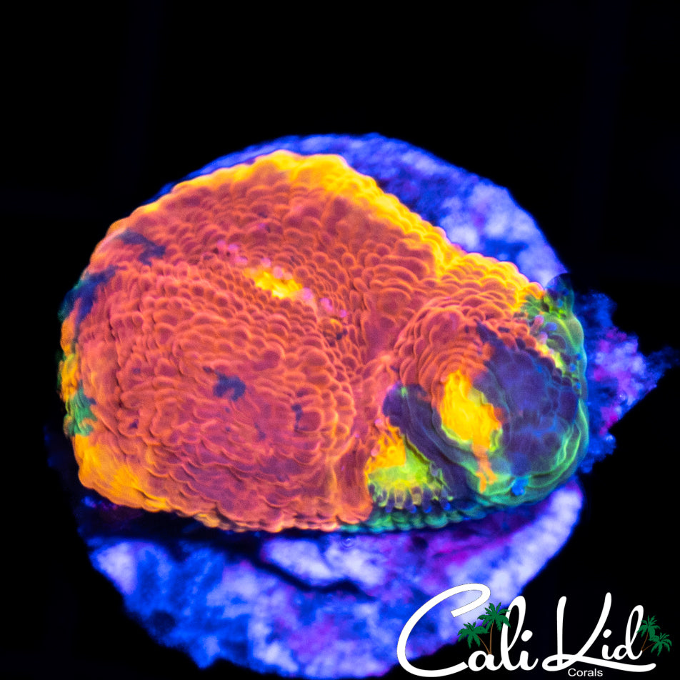 Insane Rainbow Chalice (3+ Eyes)
