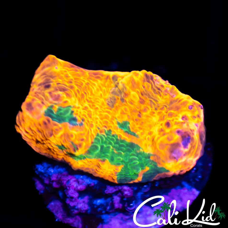CK Cali Crush Chalice
