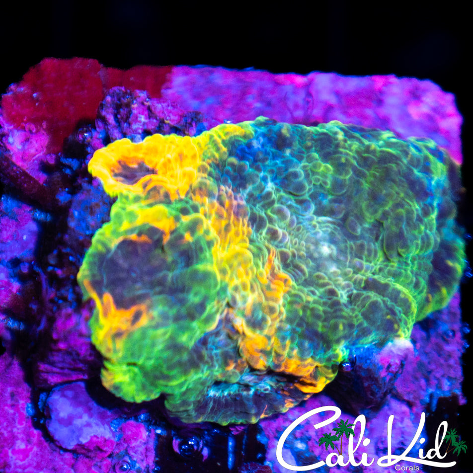 Ultra Rainbow Echinata