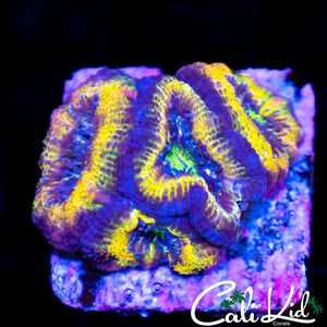 Ultra Rainbow Acan Quad