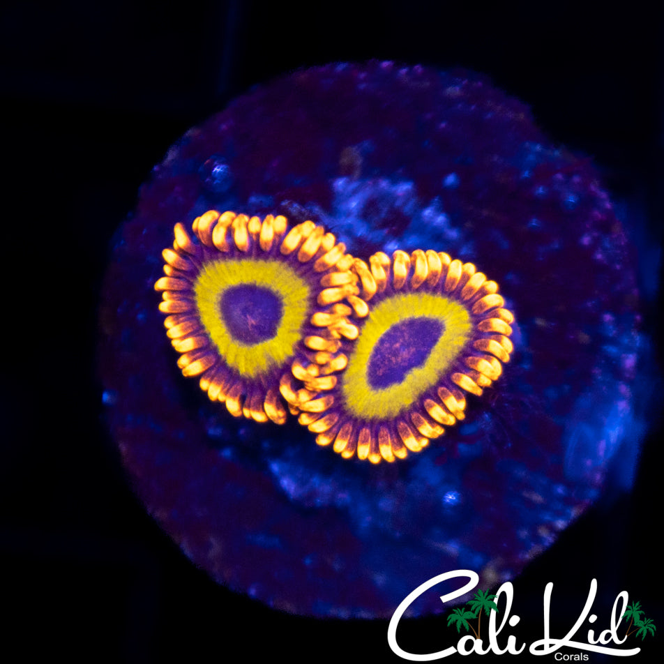 Fruit Loop Zoa Double